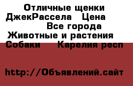 Отличные щенки ДжекРассела › Цена ­ 50 000 - Все города Животные и растения » Собаки   . Карелия респ.